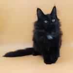 maine coon kittens for sale wisconsin