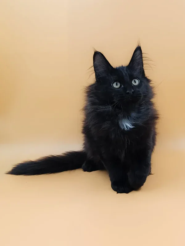 maine coon kittens for sale wisconsin