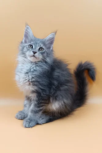 Adopt maine coon near me​