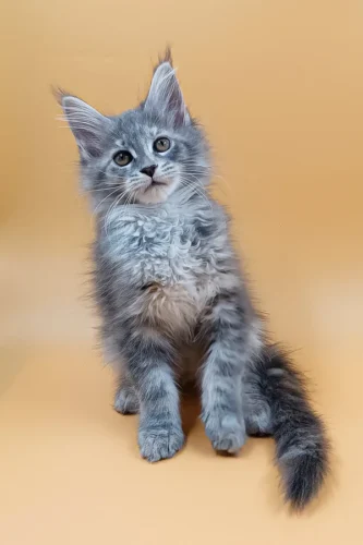 Adopt maine coon near me​