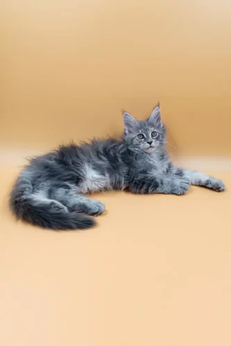 Adopt maine coon near me​