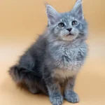Adopt maine coon near me