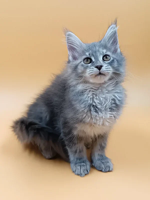 Adopt maine coon near me​