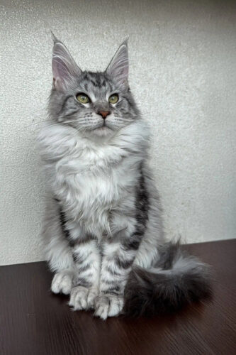 Maine coon kitten for sale​
