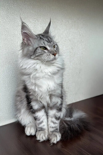 Maine coon kitten for sale​