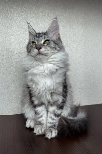 Maine coon kitten for sale​