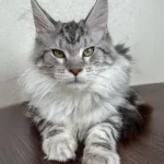 Maine coon kitten for sale
