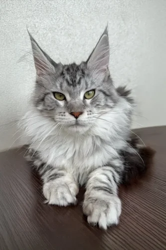 Maine coon kitten for sale​