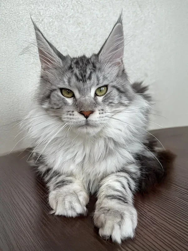 Maine coon kitten for sale​
