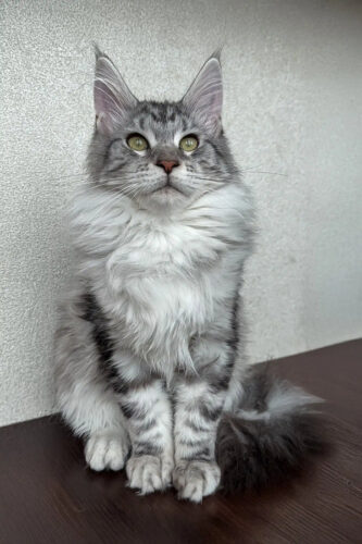 Maine coon kitten for sale​