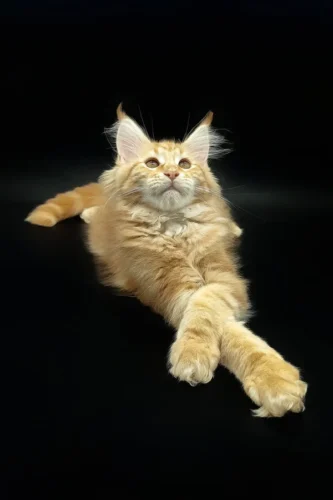 maine coon kittens for sale in michigan