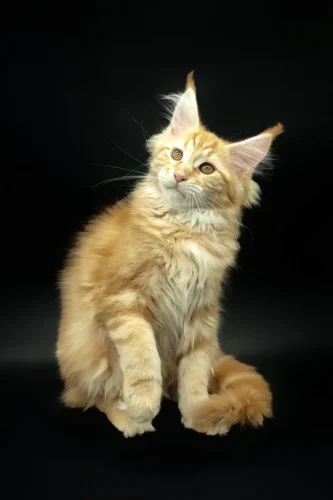 maine coon kittens for sale in michigan