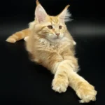 maine coon kittens for sale in michigan