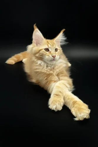 maine coon kittens for sale in michigan