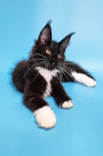 maine coon kittens for sale under $1000​