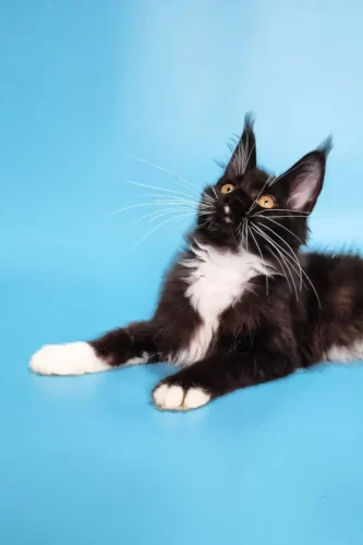 maine coon kittens for sale under $1000​