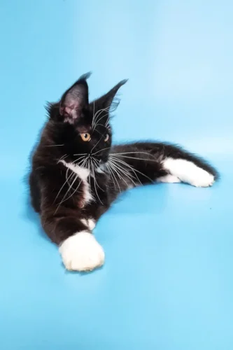 maine coon kittens for sale under $1000​