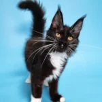 maine coon kittens for sale under $1000