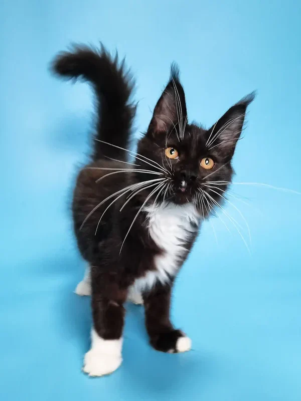 maine coon kittens for sale under $1000​