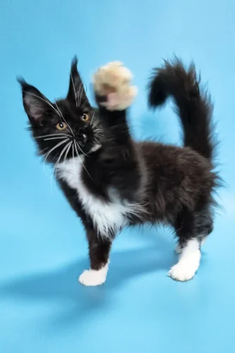 maine coon kittens for sale under $1000​