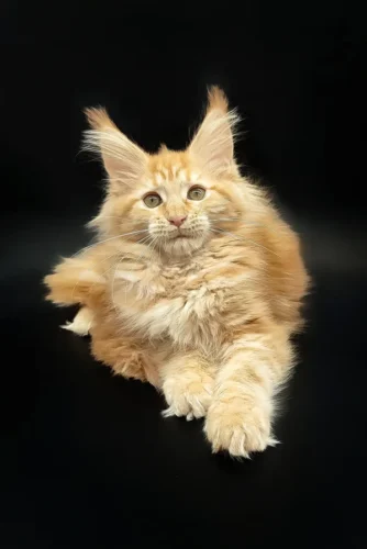 Maine coon kittens for sale $300​, maine coon kittens for sale $450​