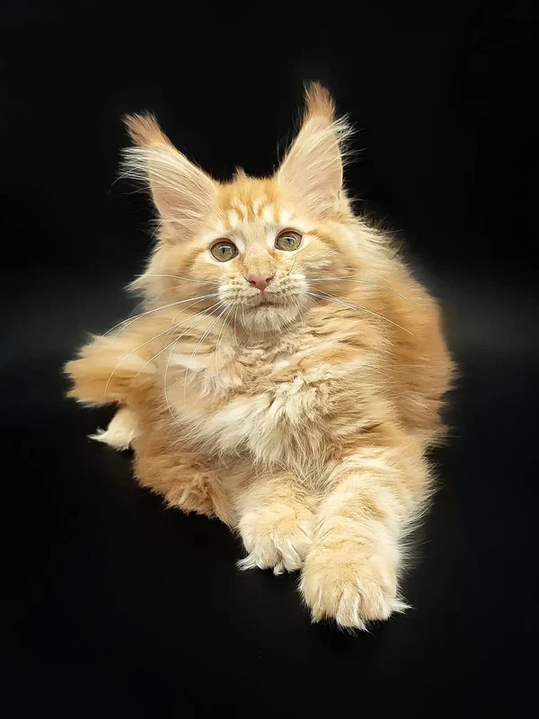 Maine coon kittens for sale $300​, maine coon kittens for sale $450​