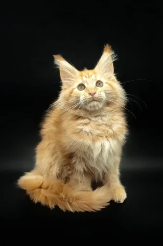 Maine coon kittens for sale $300​