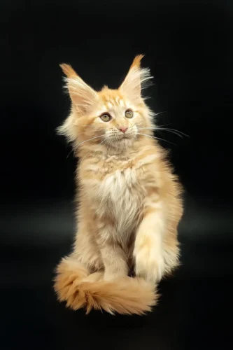 Maine coon kittens for sale $300​