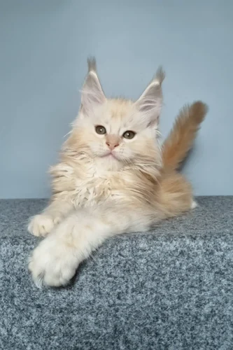 maine coon cat for sale near me​