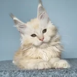maine coon cat for sale near me