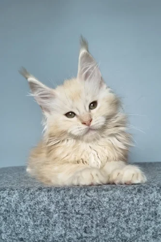 maine coon cat for sale near me​