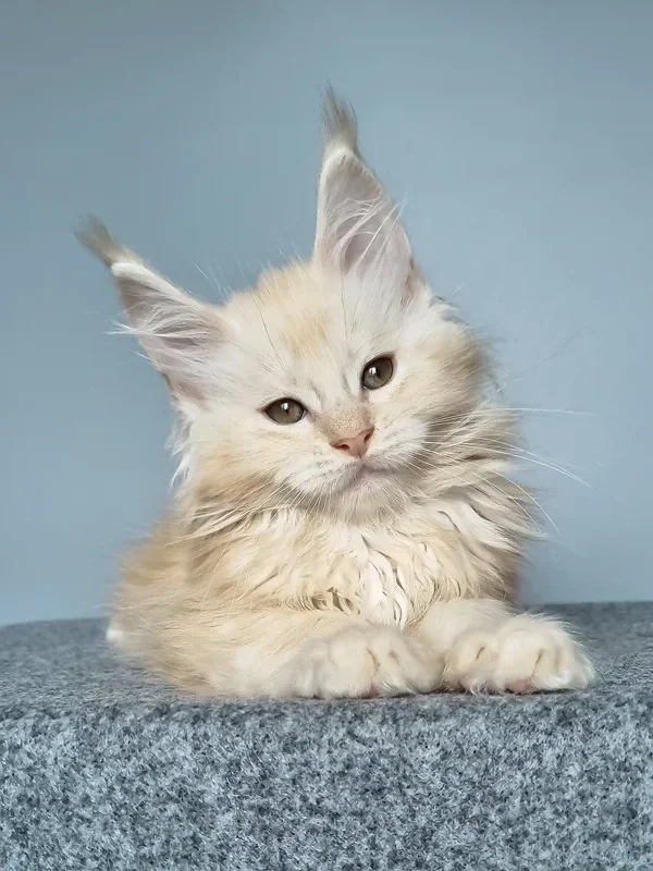 maine coon cat for sale near me​