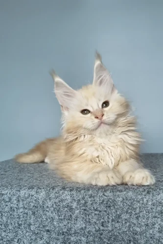 maine coon cat for sale near me​