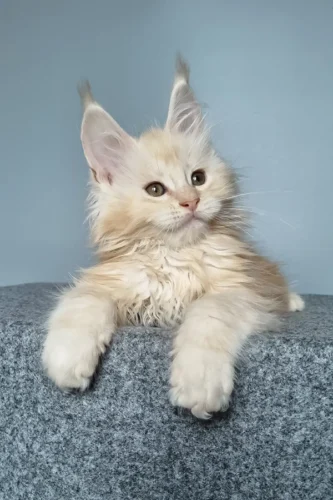 maine coon cat for sale near me​