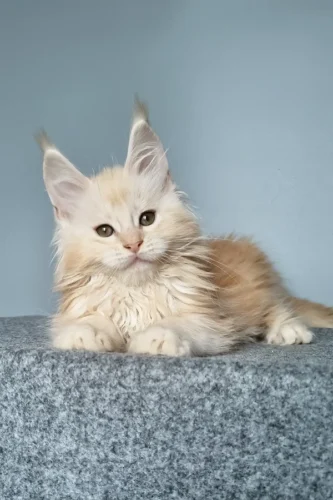 maine coon cat for sale near me​