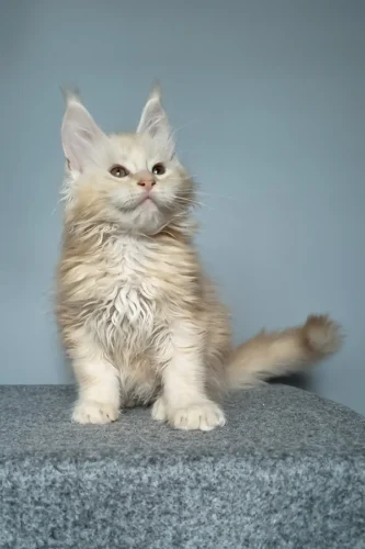 maine coon cat for sale near me​