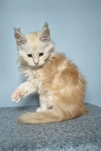 maine coon cat for sale near me​