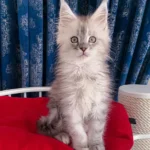 polydactyl maine coon kittens for sale​