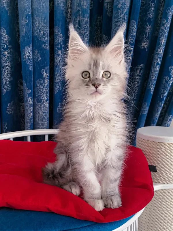 polydactyl maine coon kittens for sale​
