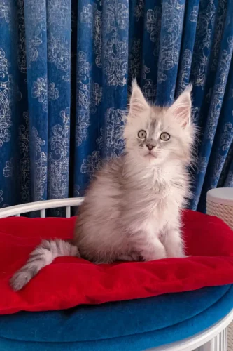polydactyl maine coon kittens for sale​