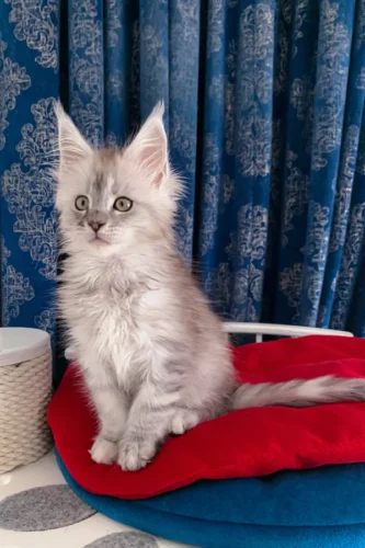 polydactyl maine coon kittens for sale​