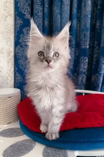 polydactyl maine coon kittens for sale​