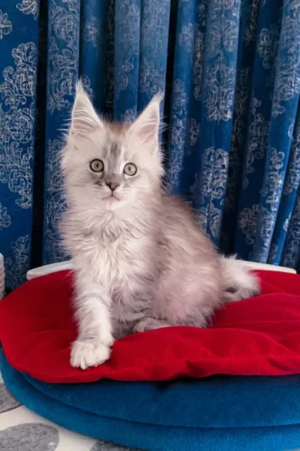 polydactyl maine coon kittens for sale​