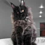 maine coon kittens for sale oregon