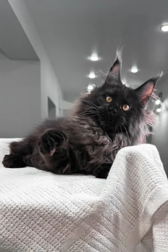 maine coon kittens for sale oregon​