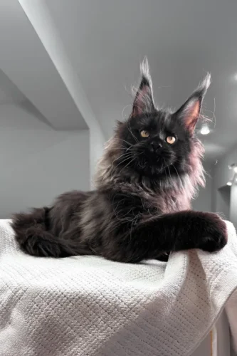 maine coon kittens for sale oregon​