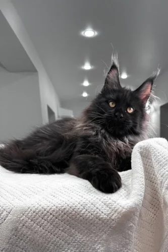 maine coon kittens for sale oregon​