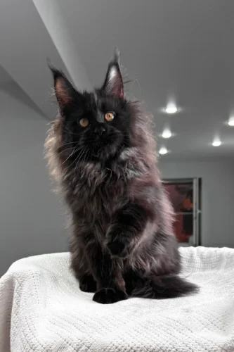 maine coon kittens for sale oregon​
