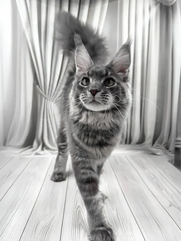 Coon Cats for sale