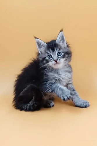 Maine coon cats for sale in maine